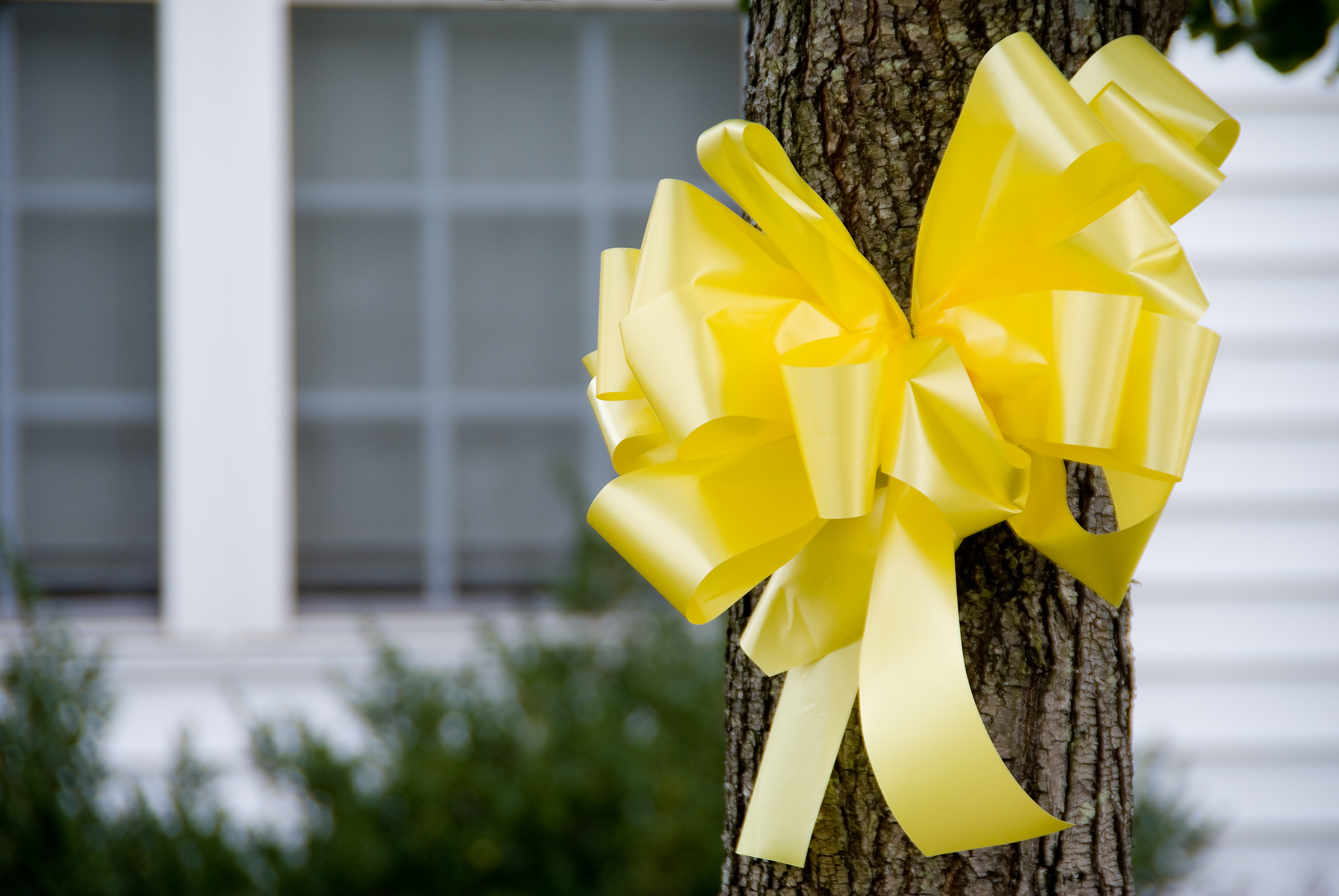 A yellow ribbon tied to a tree
