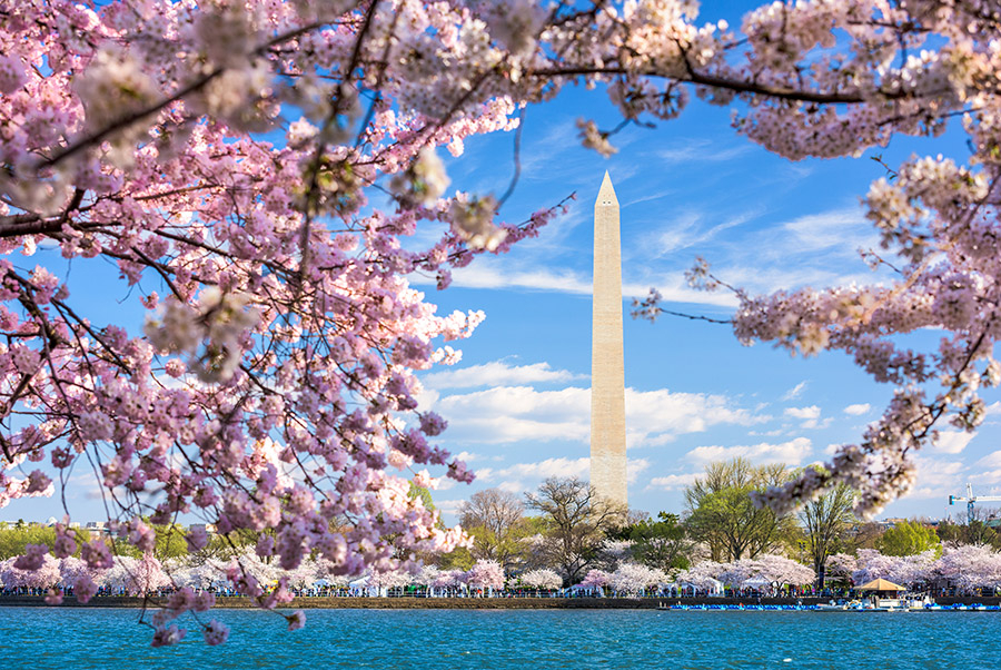 cherry blossoms in DC