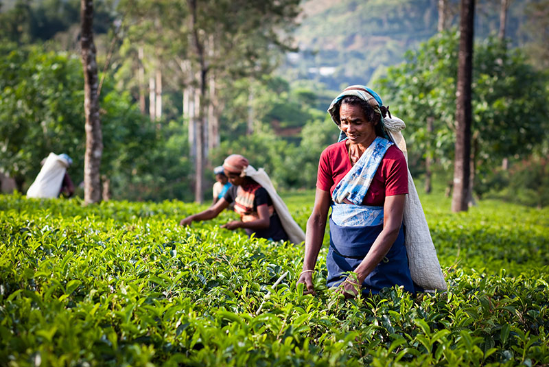 Sri Lankan women picking crops